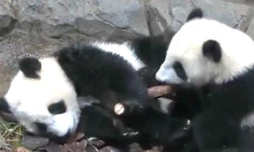 日韩看大熊猫视频直播