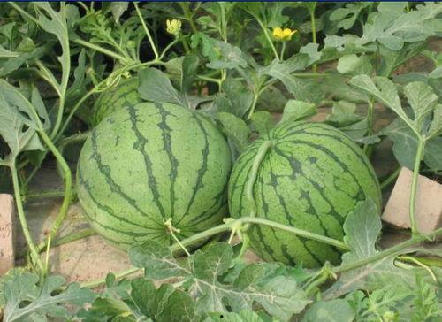 新沂网红吃瓜事件,揭秘网络舆论背后的真相与争议